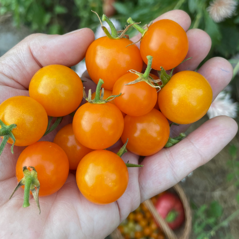 Sun Sugar Cherry Tomato Main Image